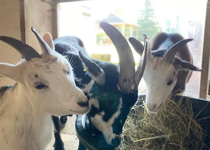 Muensterblick Apartment *