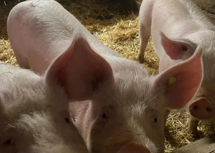 Muensterblick * Wolframs-Eschenbach